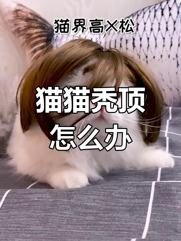 小猫咪秃头了,假发造型来拯救!
