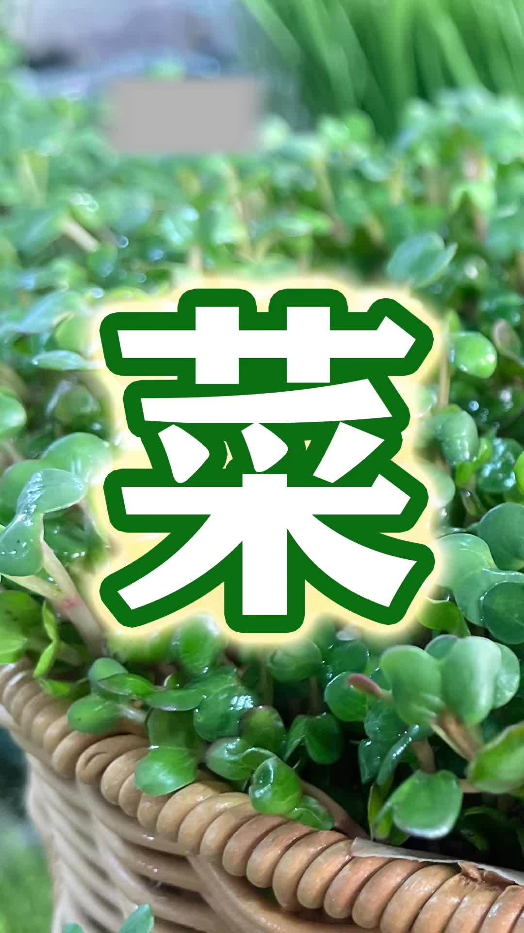 芽苗菜种植技术 芽苗菜在自家空房子里就能种 农业种植 芽苗菜 芽苗菜种植 芽苗菜设备 源头