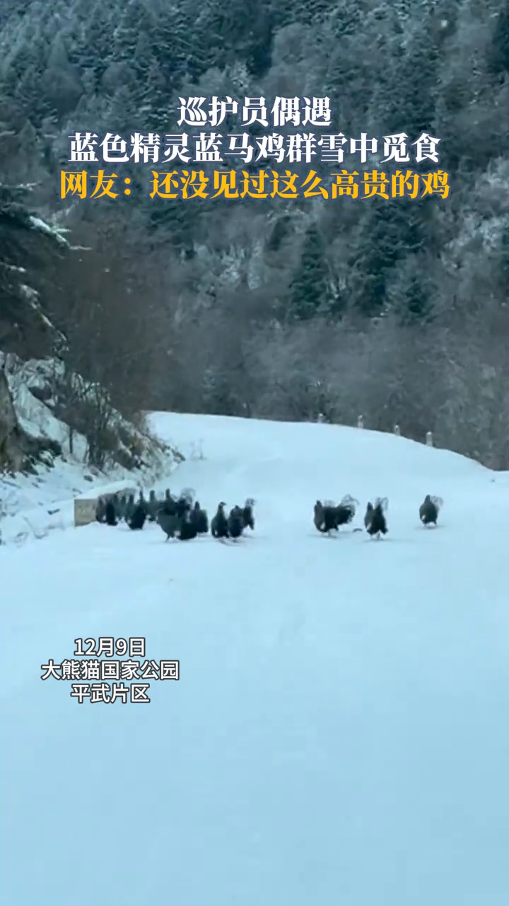 巡护员偶遇国家二级保护动物蓝马鸡“组团干饭”,这身蓝皮肤太美