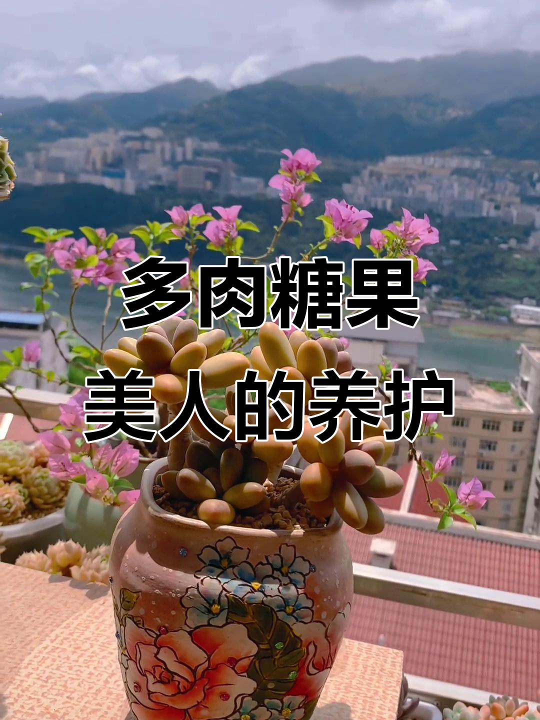 糖果美人多肉,皮实好养又可爱