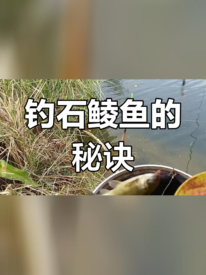 石鲮鱼钓鱼技巧大揭秘