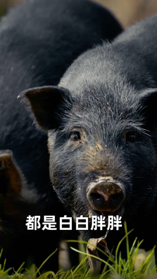 适合中国宝宝体质的(状元年)藏香黑猪