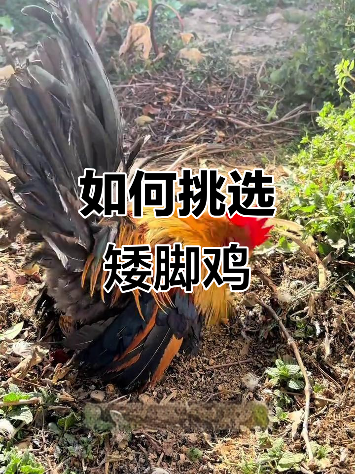 泰国矮脚鸡品相如何判断?从颜色到尾巴全解析