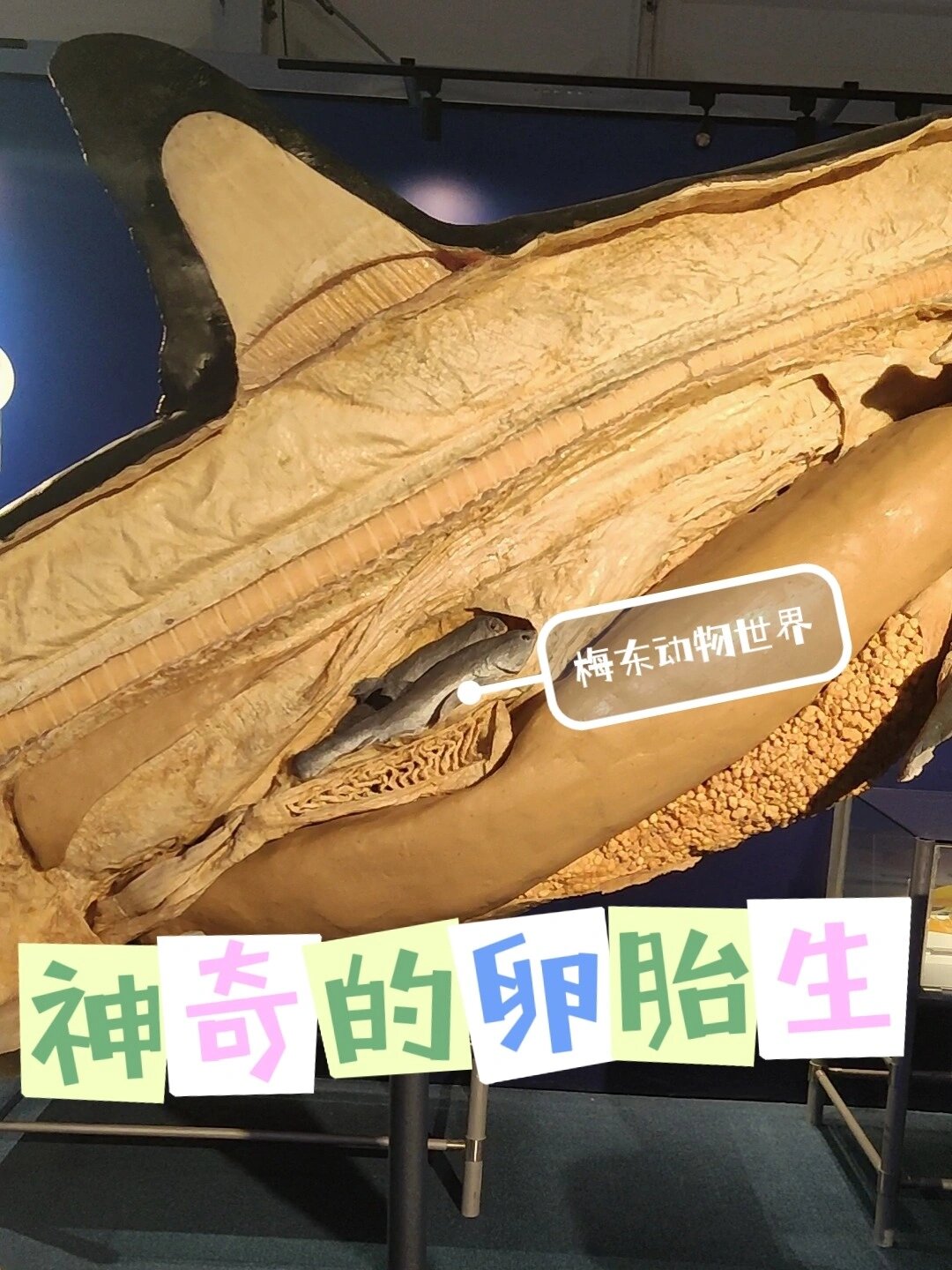 神奇的卵胎生