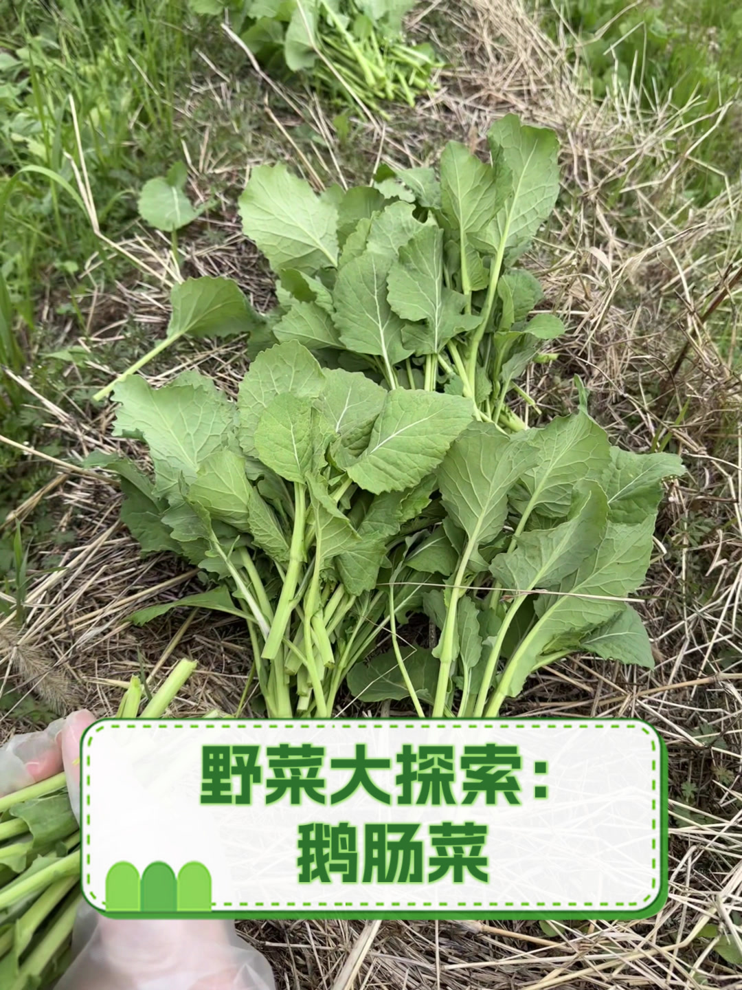 野菜大探索：鹅肠菜