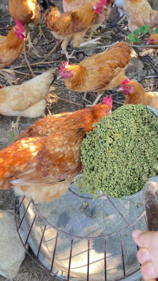 鸡鸭觅食,田园生活