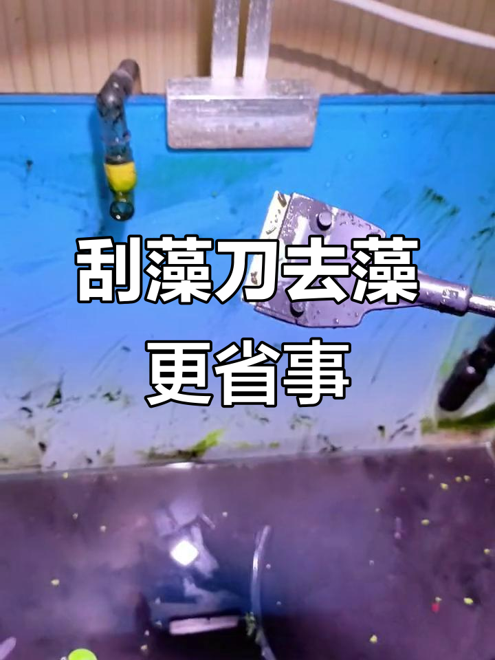 鱼缸绿藻褐藻清理妙招,刮刀轻松搞定
