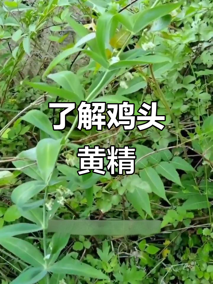 乡间草药:鸡头黄精的秘密