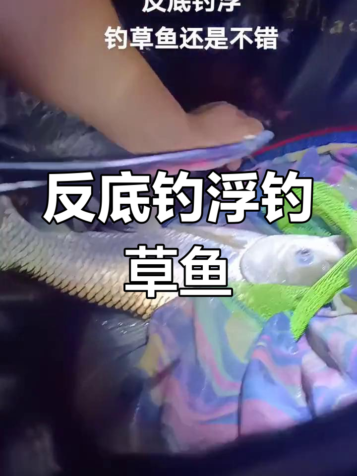夜钓草鱼,玉米打窝浮钓技巧