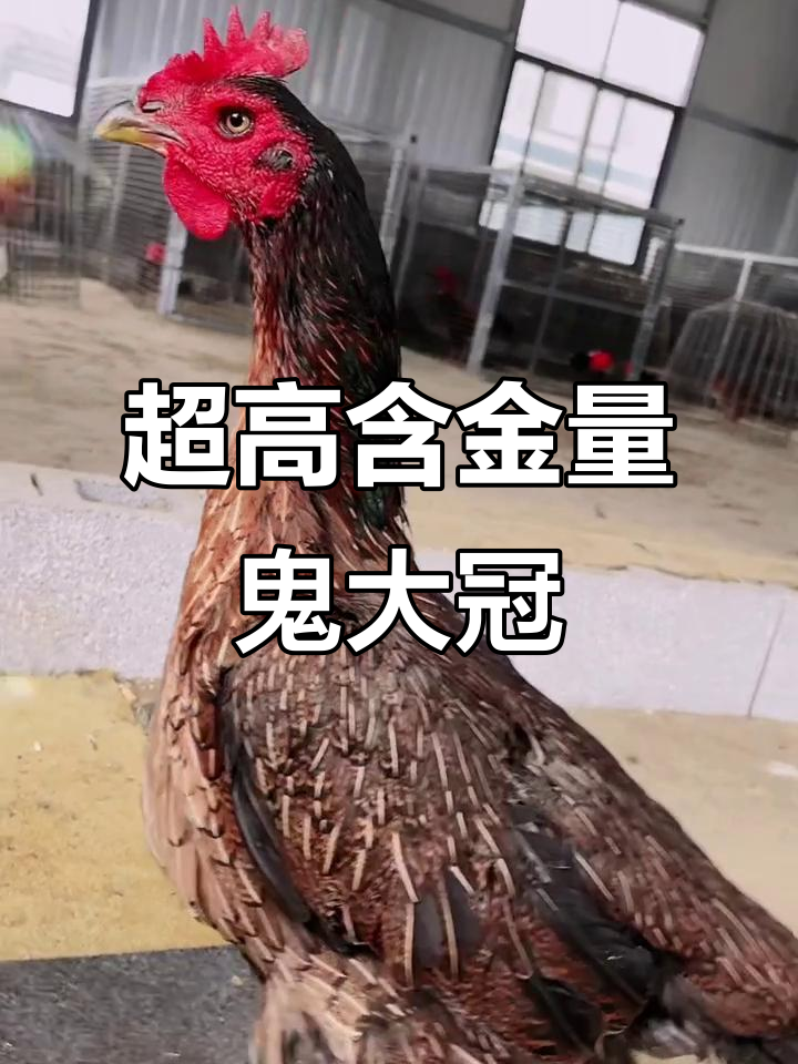 越南鬼大冠母，六斤八两超强斗鸡种母！