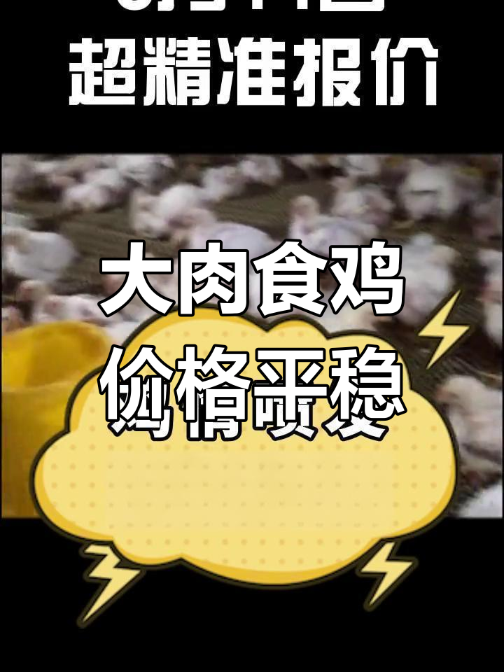 5月14日大肉食鸡苗毛鸡报价稳定