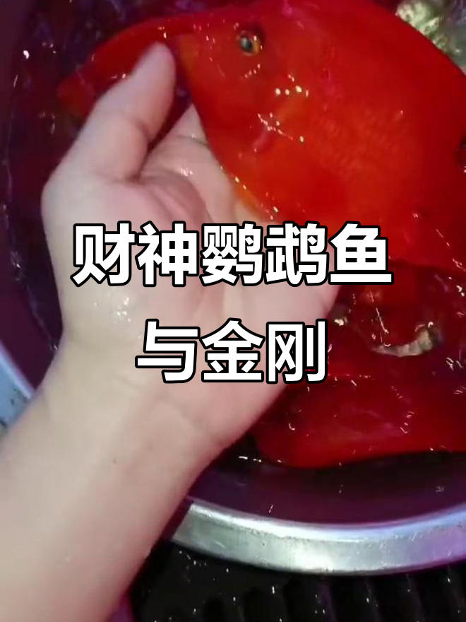 小财神鹦鹉鱼与金刚财神的完美搭配,带你了解水族世界