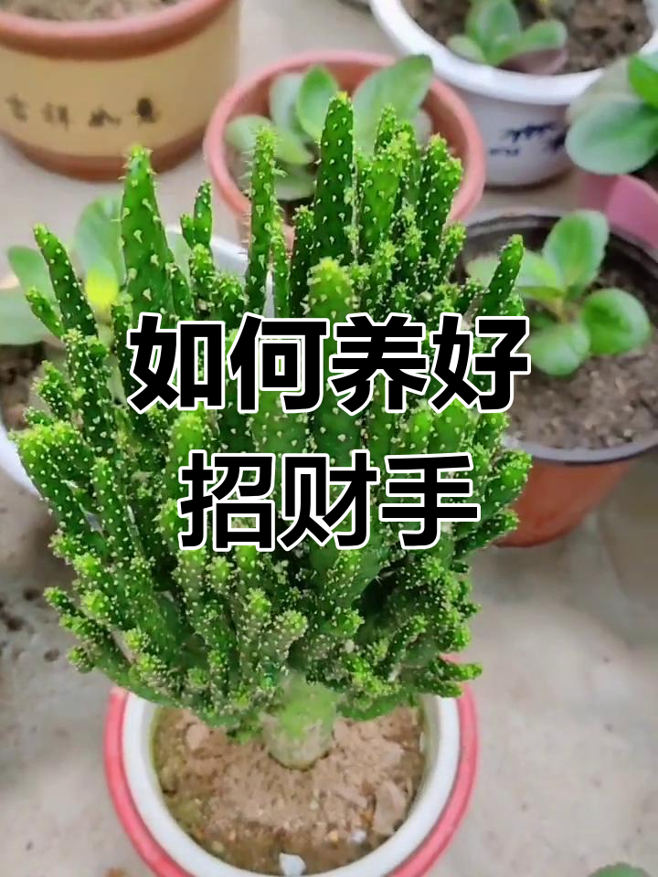 招财手仙人掌养护技巧