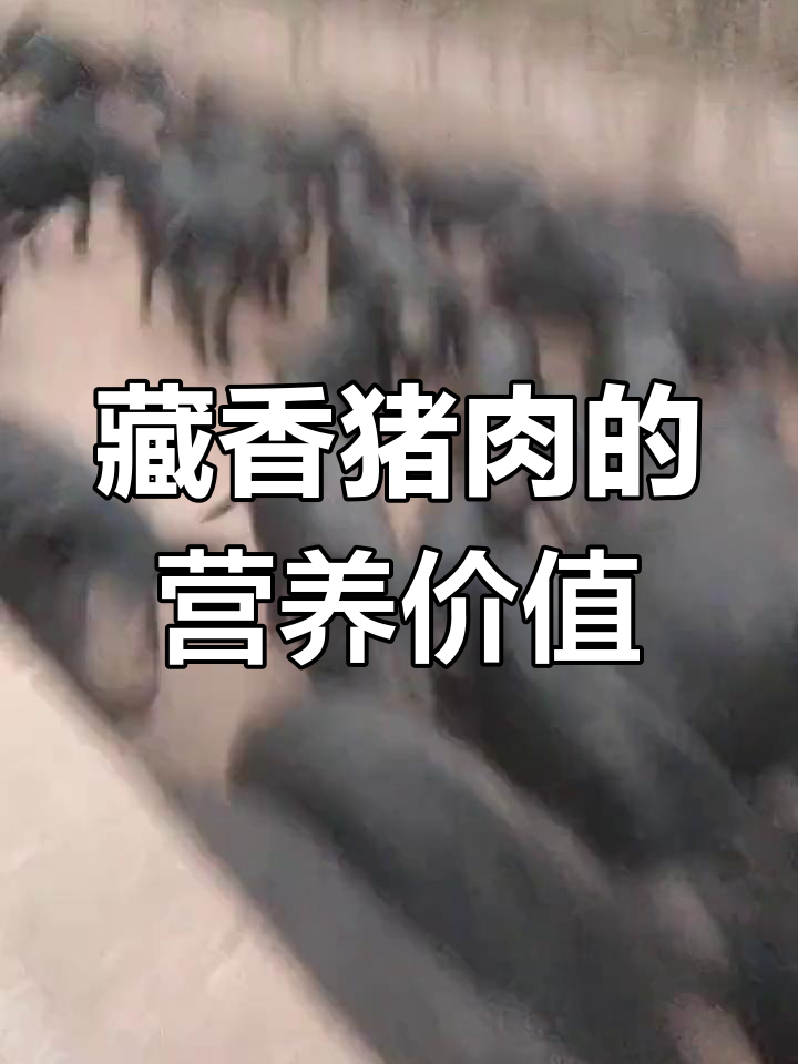 藏香猪:肉质独特,抗病力惊人