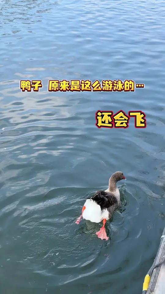 原来鸭子是这么游的 还会飞……