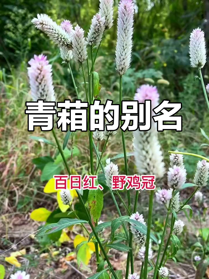 青葙别名多样,河南称鸡冠子菜