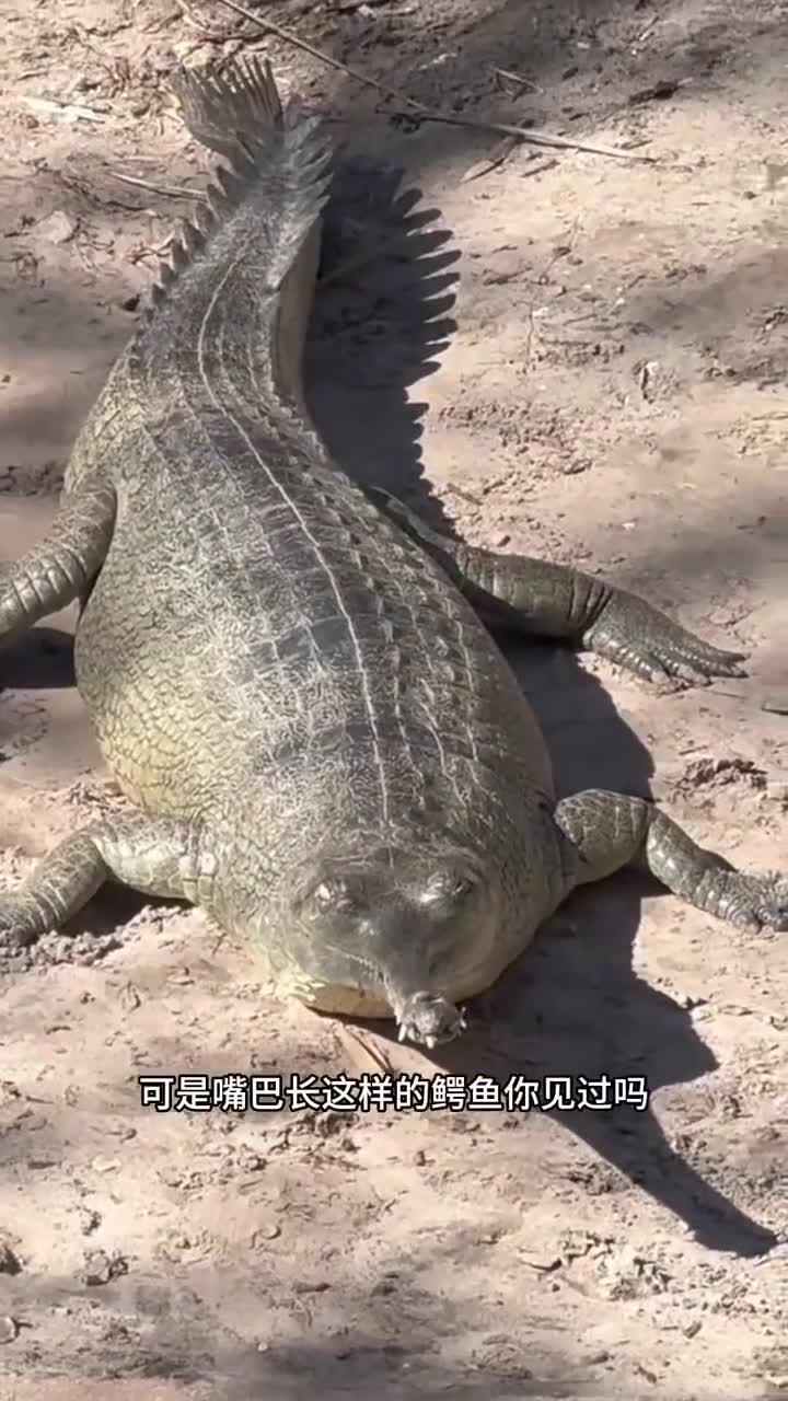 世界上最大的鳄鱼之一,嘴巴竟长这样!