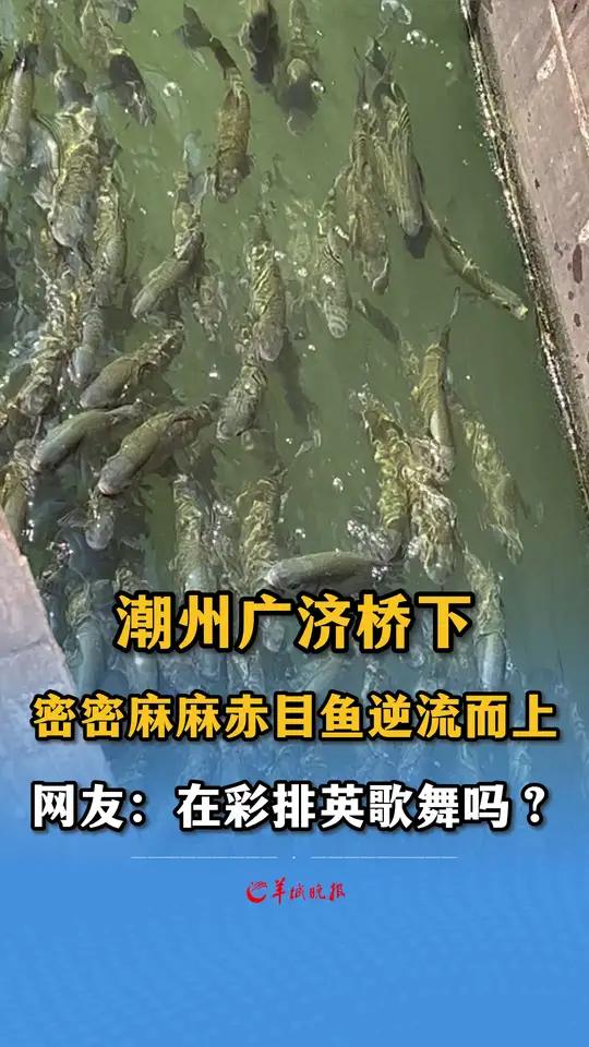 潮州广济桥下,密密麻麻赤目鱼逆流而上,网友:在彩排英歌舞吗?来源