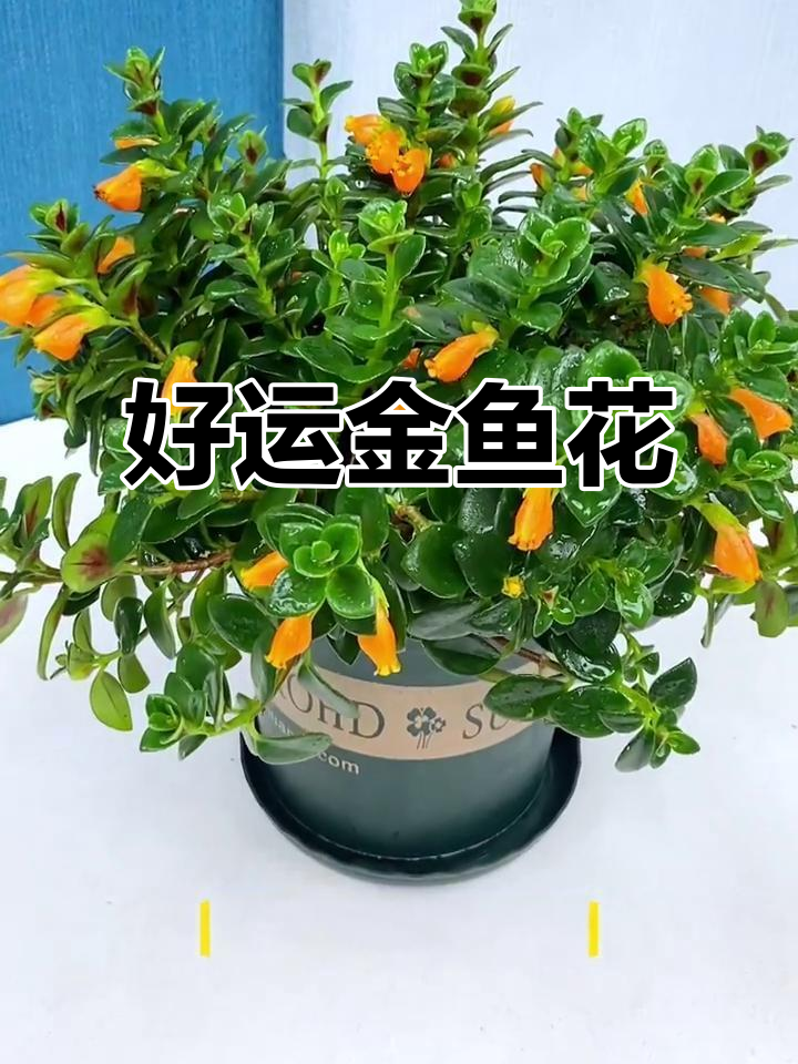 金鱼吊兰：寓意好运，清新香气伴你左右
