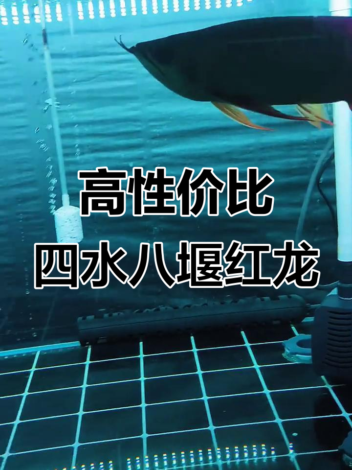 泗水红龙自然下挂,完美比例与发色惊艳