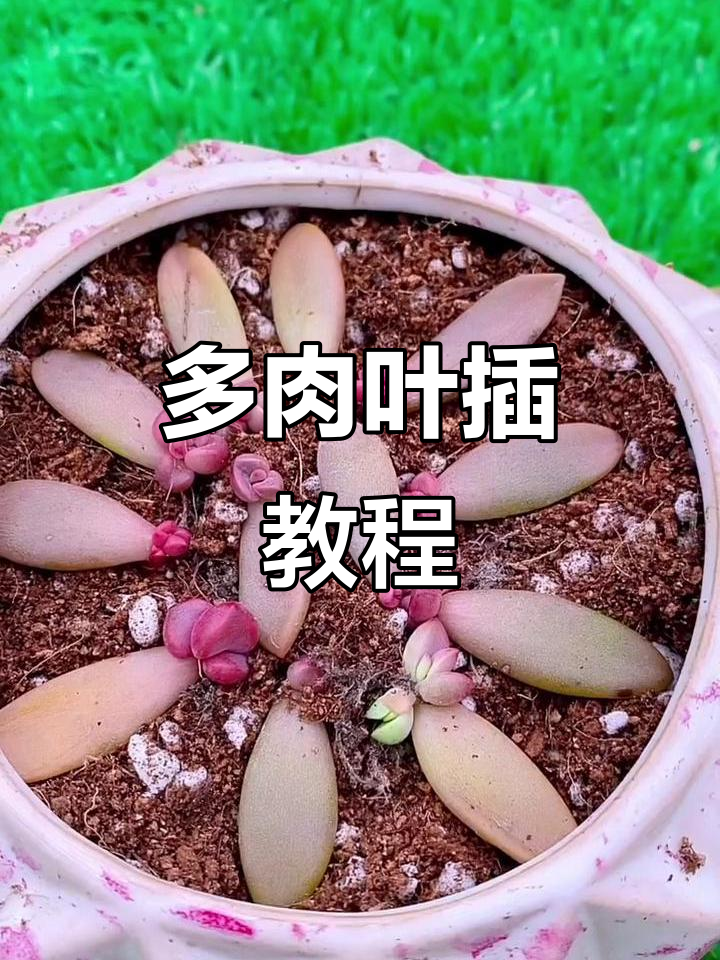叶插技巧大揭秘，轻松搞定多肉植物生根发芽