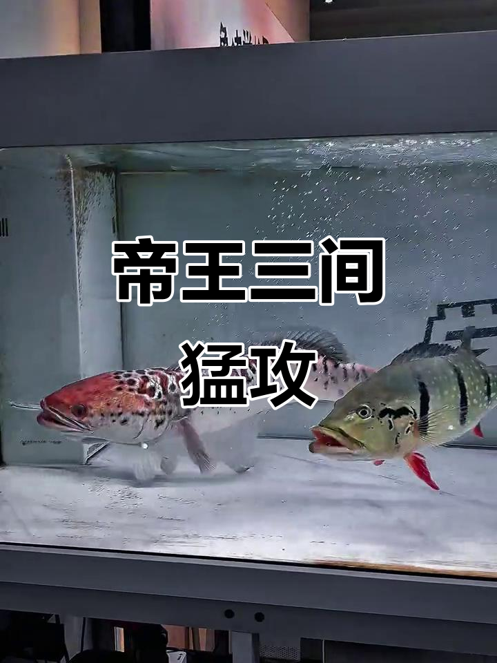 帝王三间猛鱼精准打击，以色列装甲旅长被崩飞