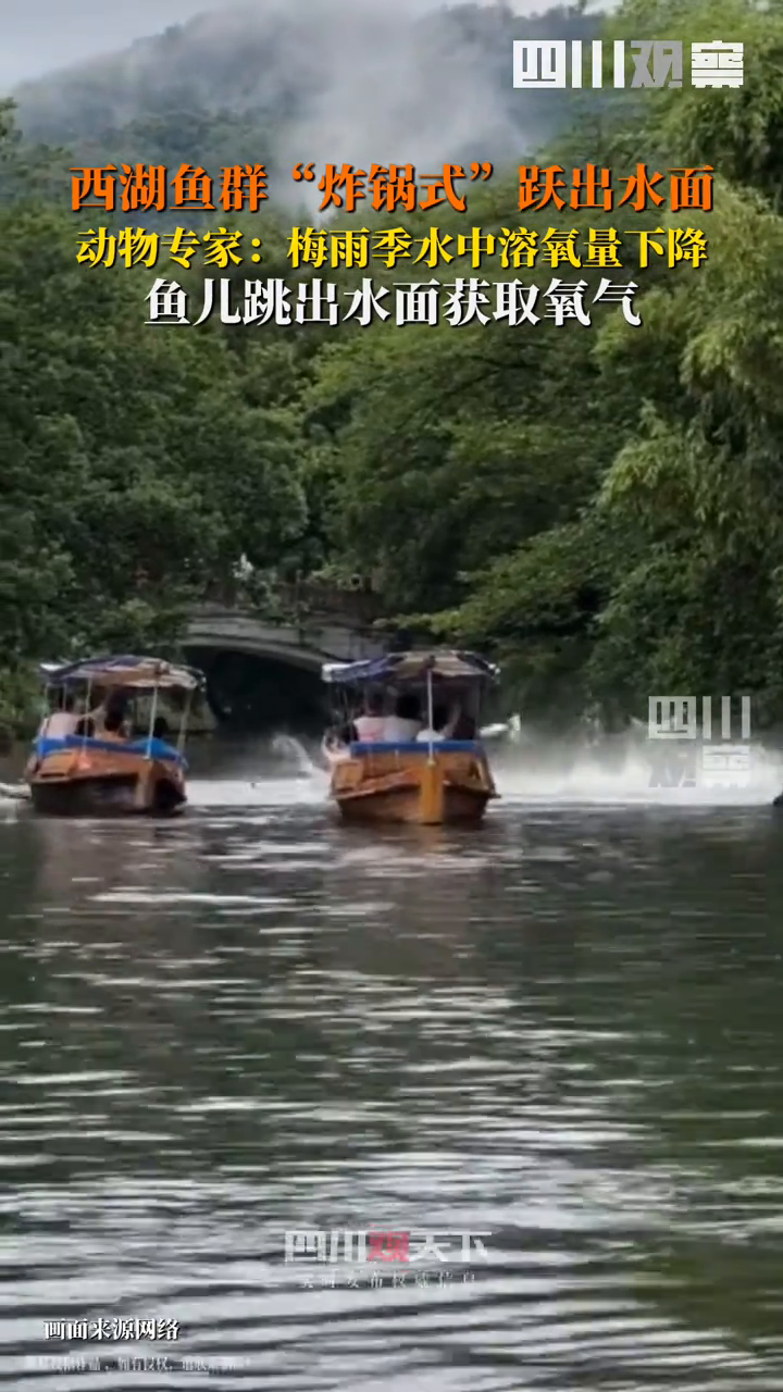西湖鱼群集体炸锅?专家:水中溶氧量低,鱼儿跳出水面获得氧气