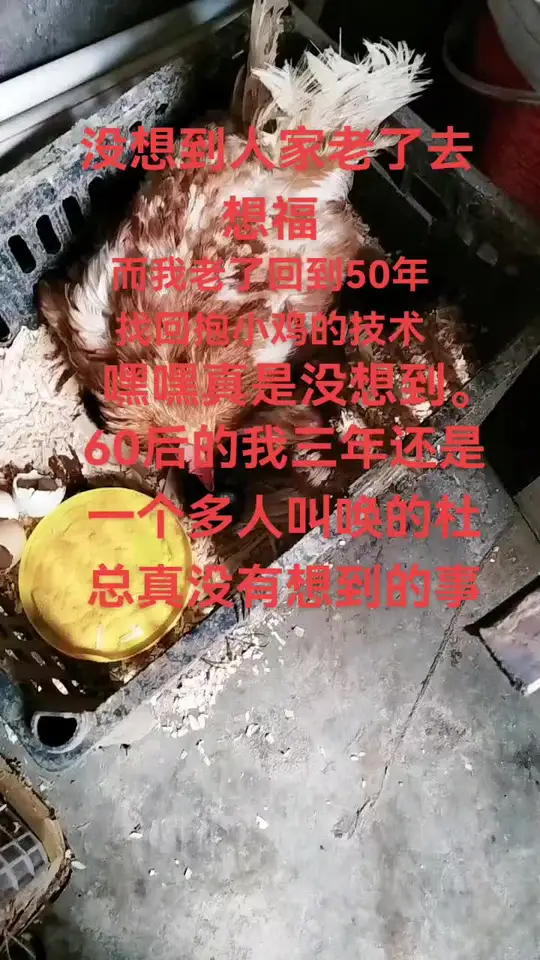 生态散养土鸡产出的农村土鸡蛋，有人喜欢吗？