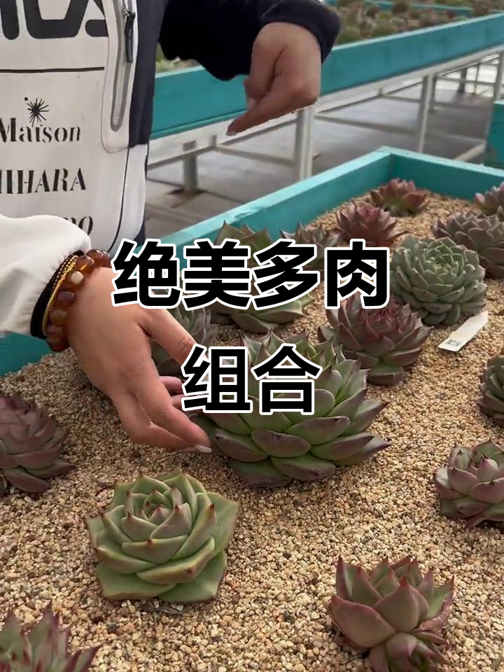 多肉植物侧牙与单头的完美搭配,打造独特造型