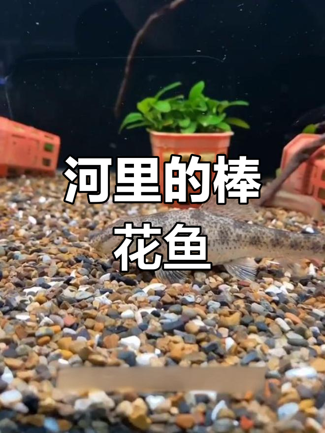 这种鱼叫棒花鱼,常见却了解不多
