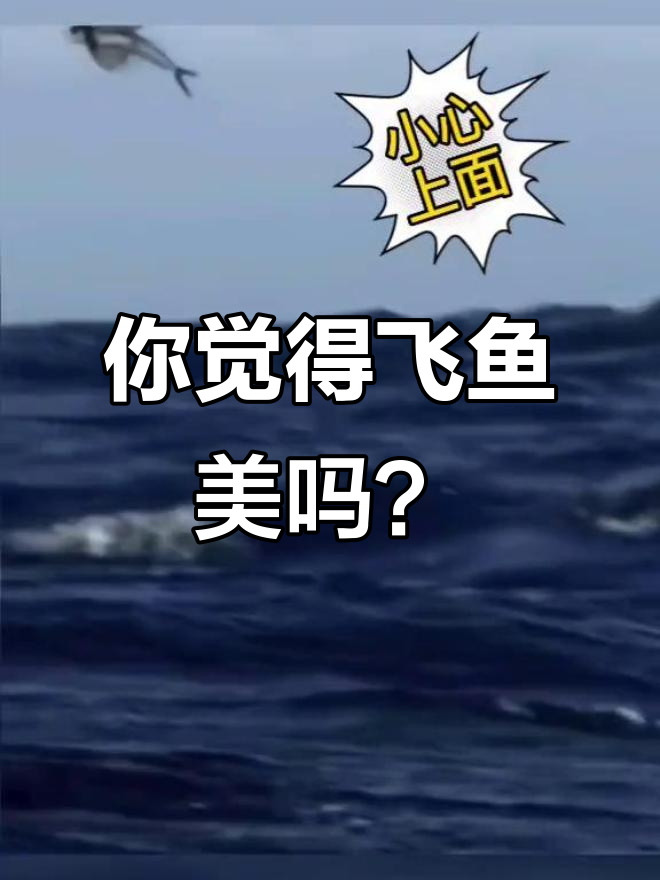 飞鱼之美,你来说!感谢家人们的支持