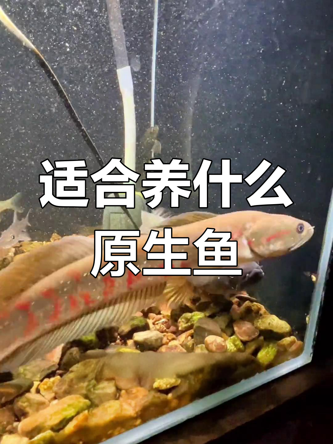 原生雷龙鱼饲养指南
