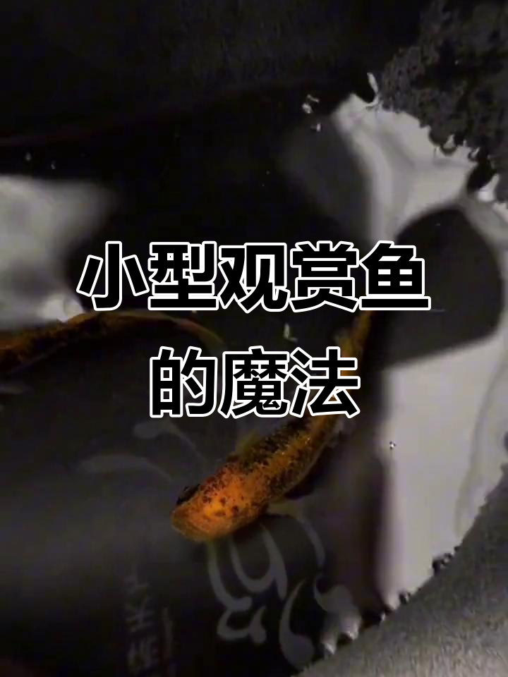 迷你观赏鱼,轻松饲养,冷水环境无需打氧