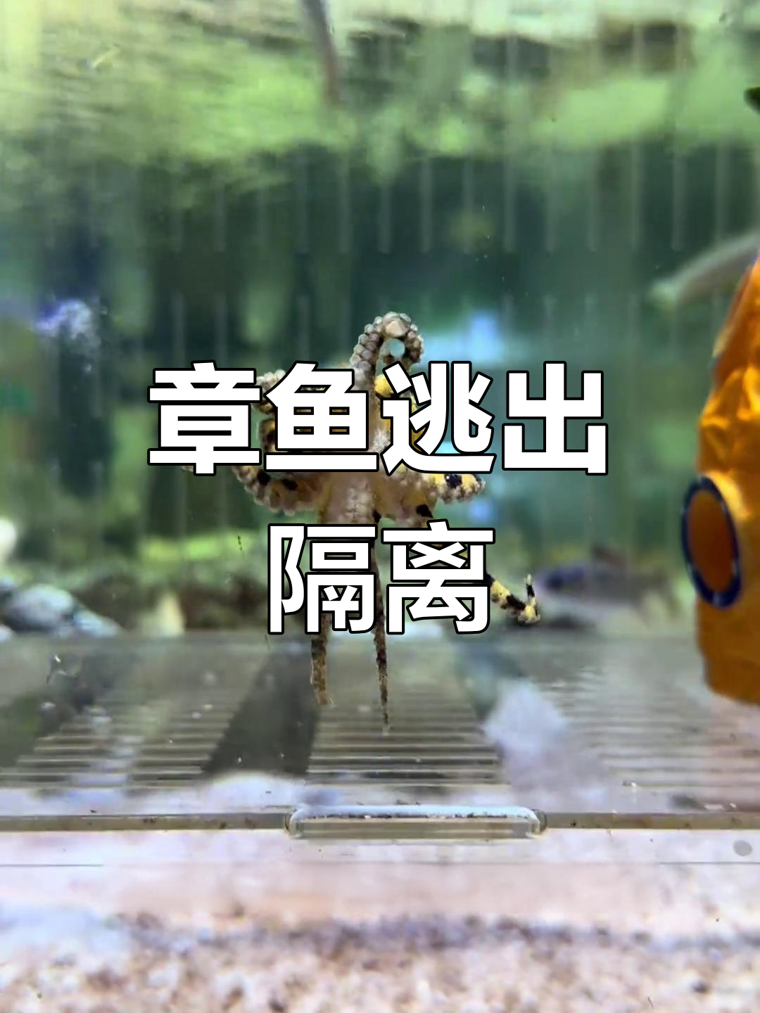 蓝环章鱼越狱,美人虾惨死!它竟然躲进了菠萝屋