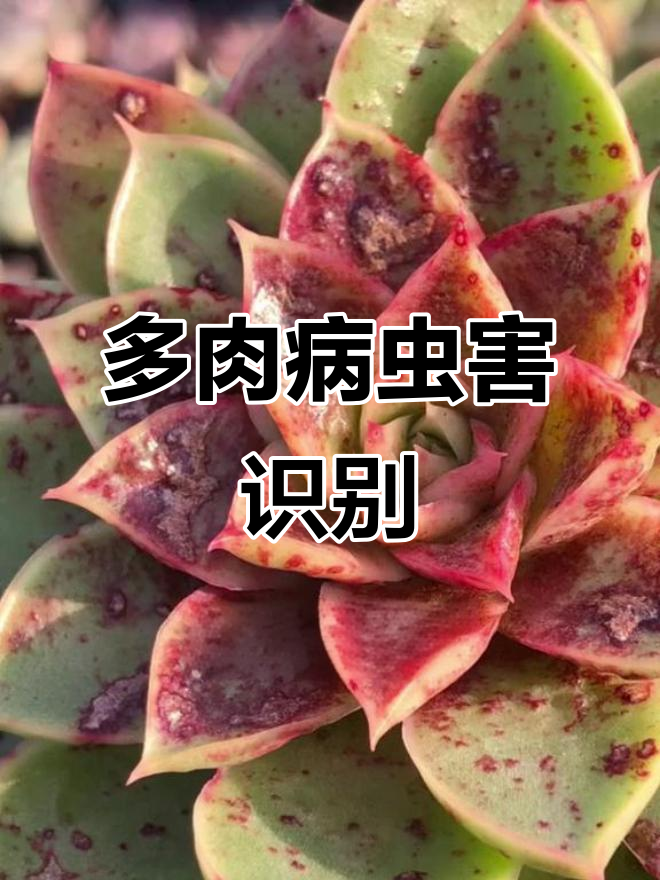 多肉植物常见病害大揭秘:黑斑、白粉、炭疽等如何防治