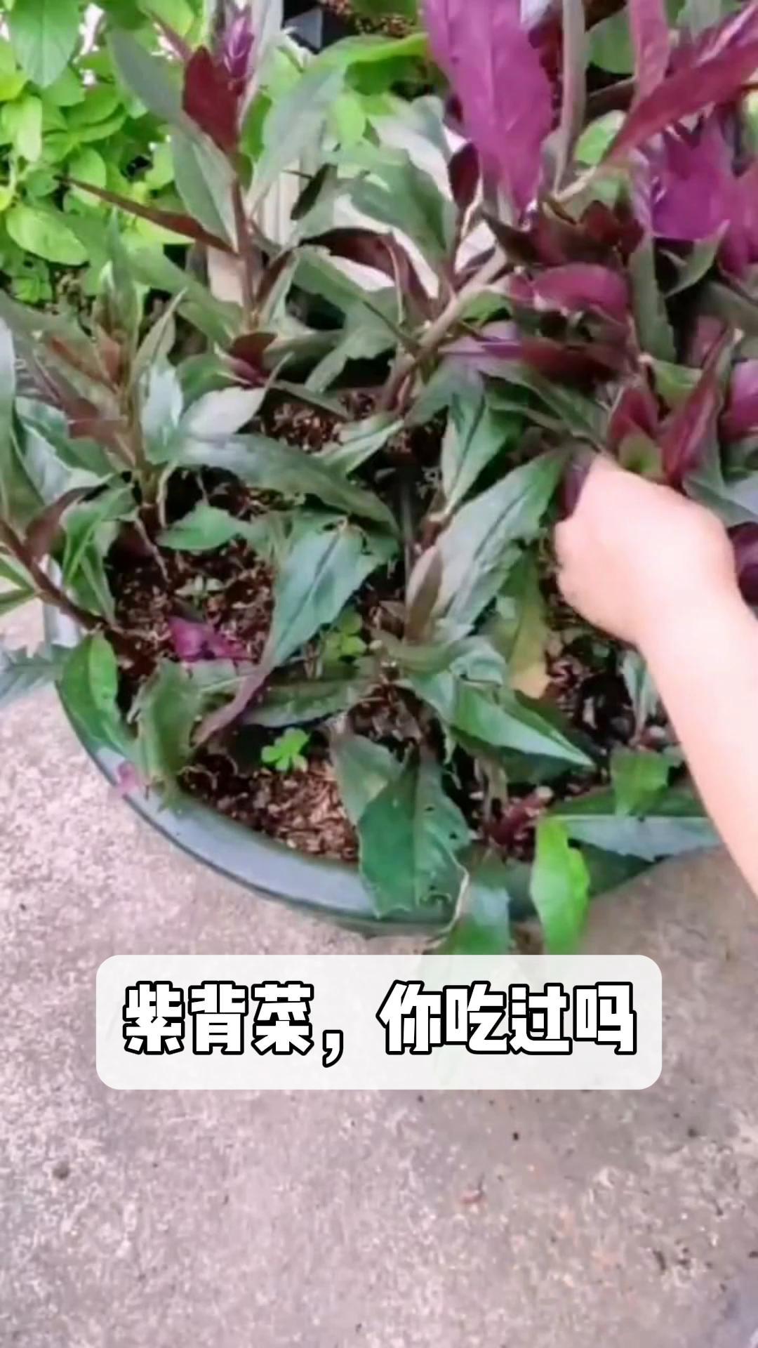 紫背菜,你吃过吗