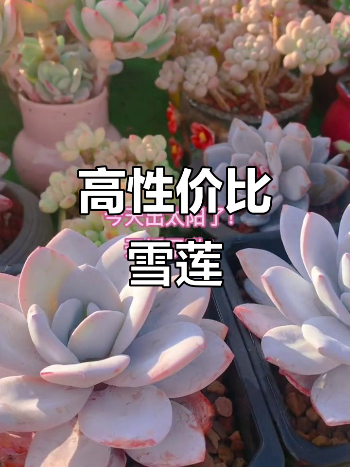 雪莲多肉,性价比超高!老桩精品不容错过