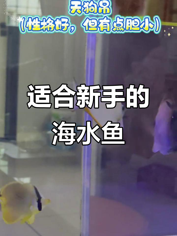 新手养海水鱼,小丑鱼和天狗钓最易上手