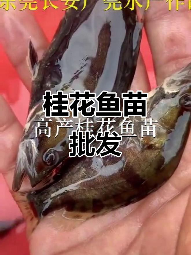 优质桂花鱼苗，批发供应，横沥、柏塘、沙田均有货