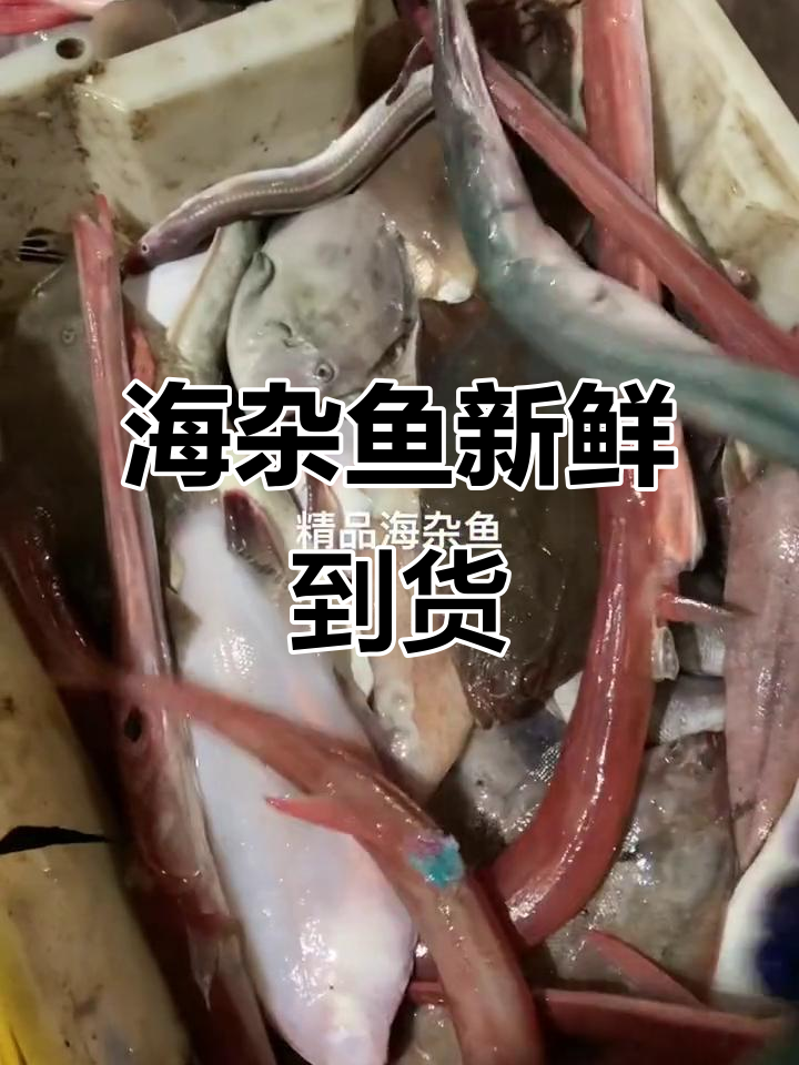 今晚海杂鱼大丰收,野生海鲜来袭!
