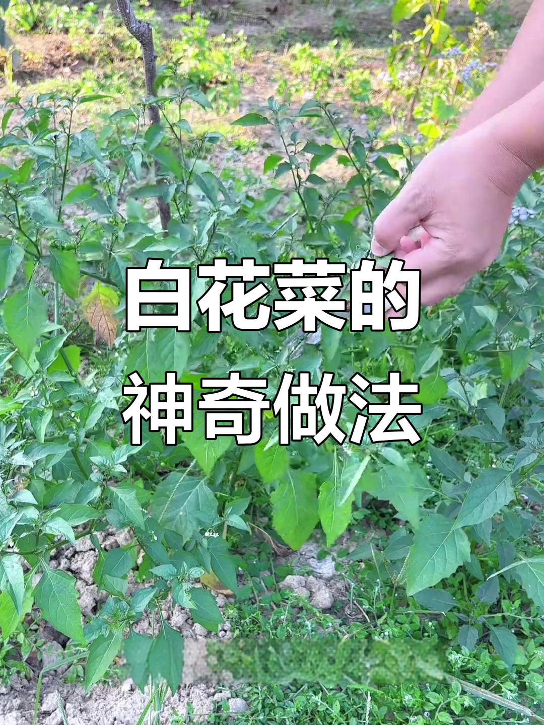 农村路边的白花菜,竟然是这样处理的!