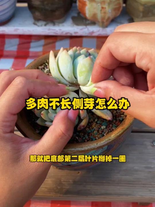 多肉不长侧芽怎么办