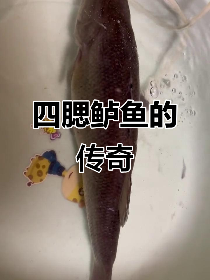 鲈鱼,松江特产,四腮虎头,美味与象征并存