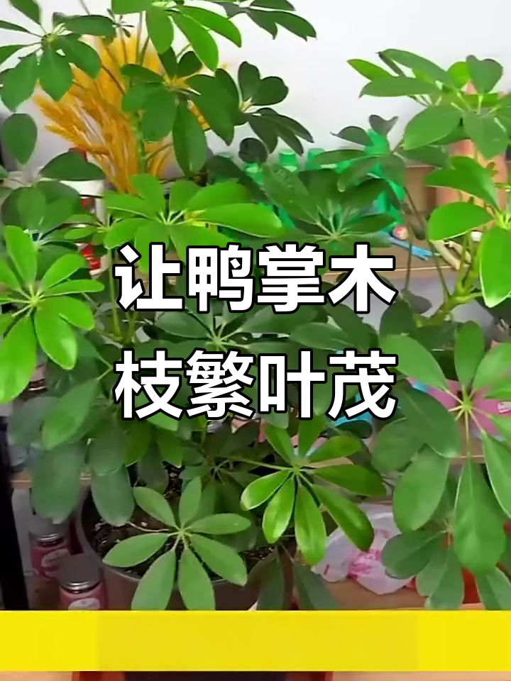 鸭掌木打顶修剪技巧,轻松让枝条更茂盛
