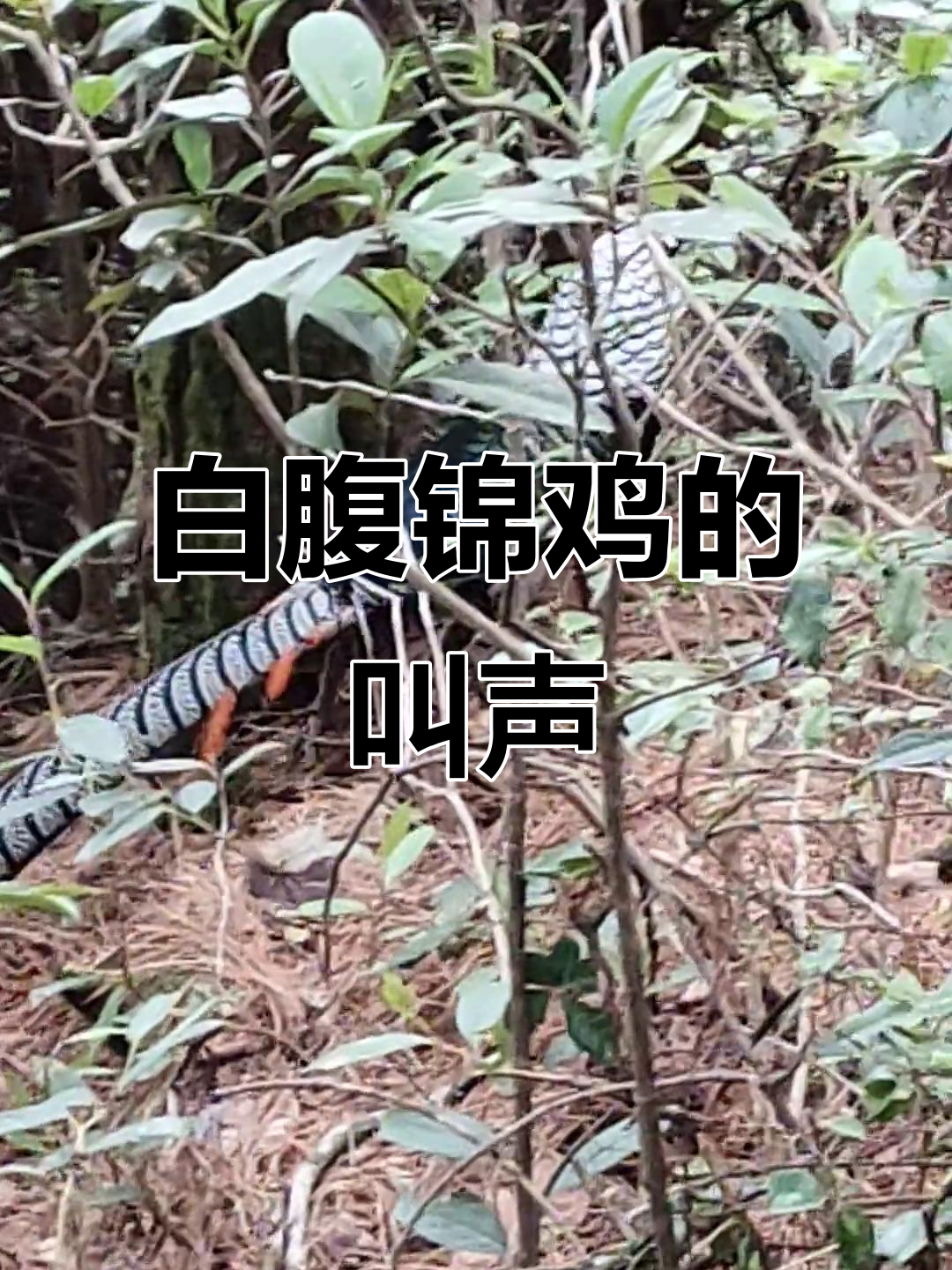 随手拍视频,白腹锦鸡叫声引来众多点赞与关注!