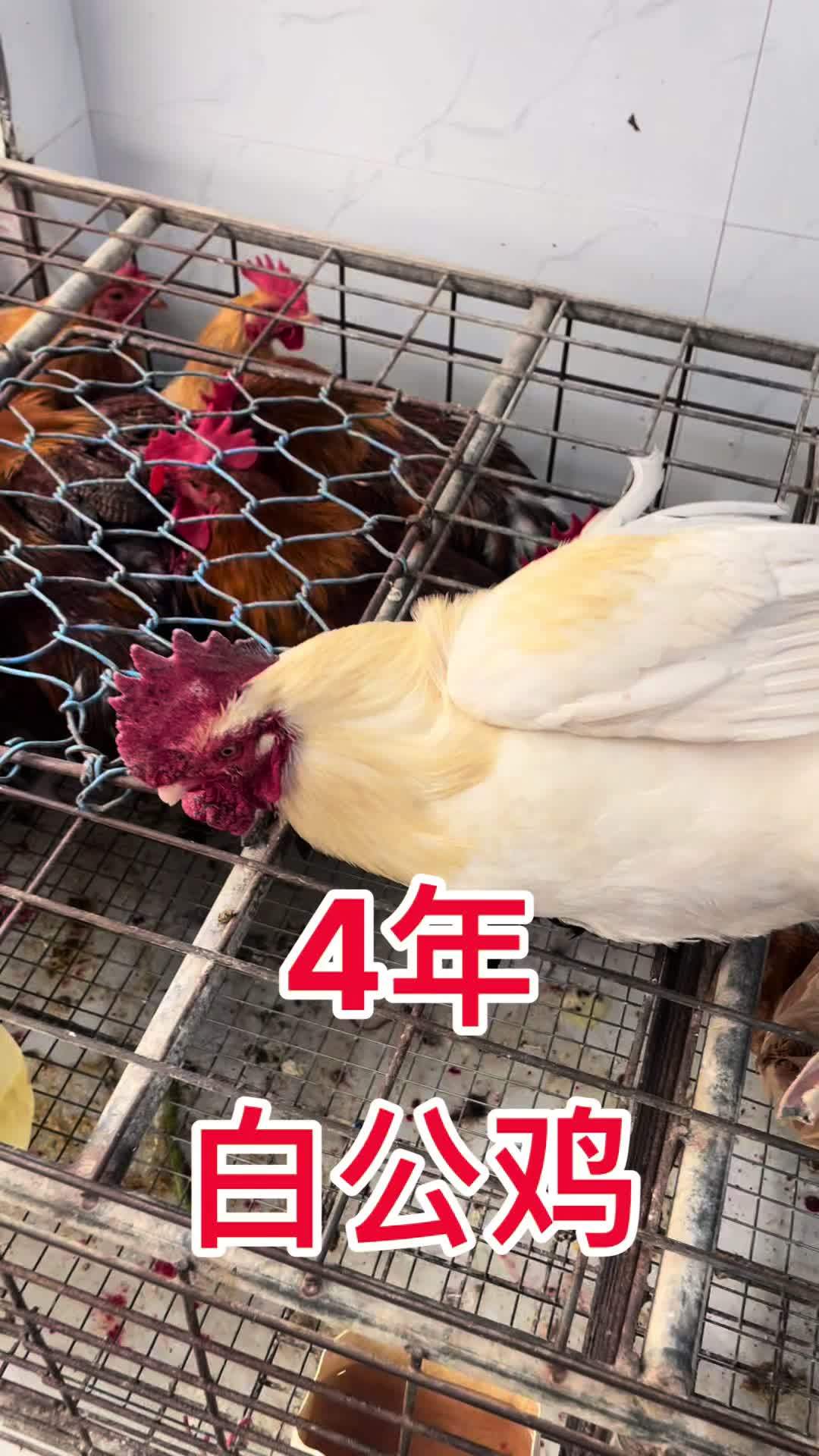 4年老白鸡看着私信 鸡鸭鹅 生态散养 土鸡土鸭 乡村味道 老公鸡