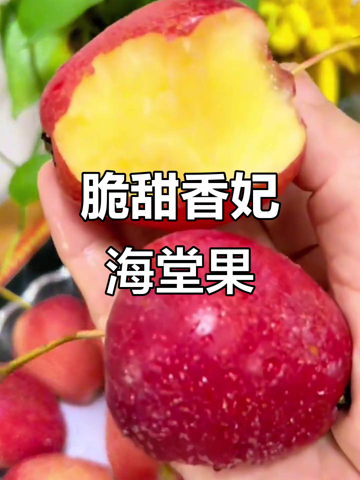 香妃海棠果,脆甜多汁又带酸味,新鲜采摘的鸡心果不容错过