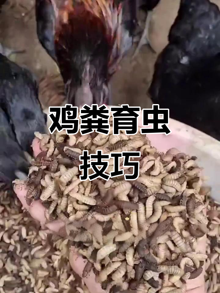 利用鸡粪和米糠,轻松制作虫子饲料