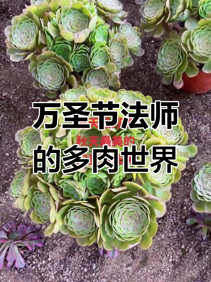 多肉老桩种植基地,万圣节法师带你了解多肉的魅力