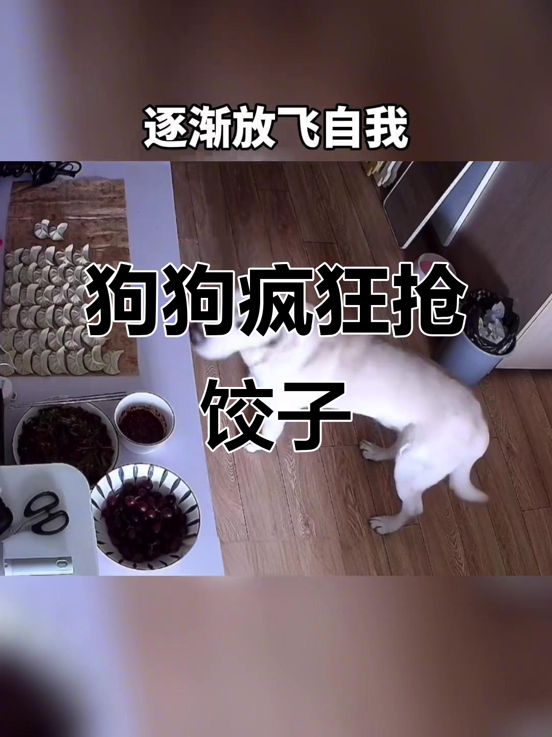 狗子偷吃饺子,吃得停不下来,最后还来了个“再吃一个”